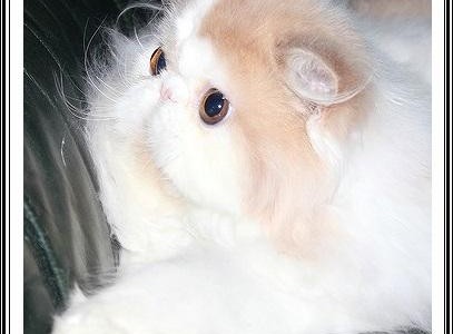 chat persan