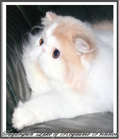 chat persan
