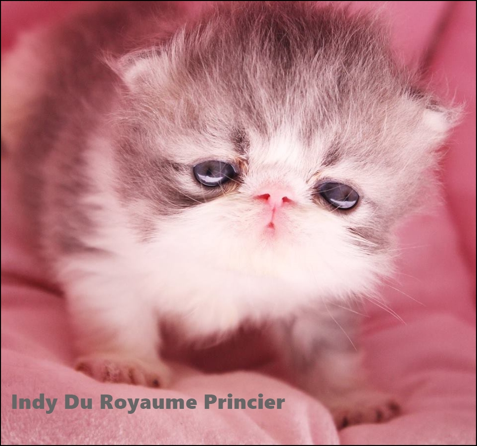 chaton persan