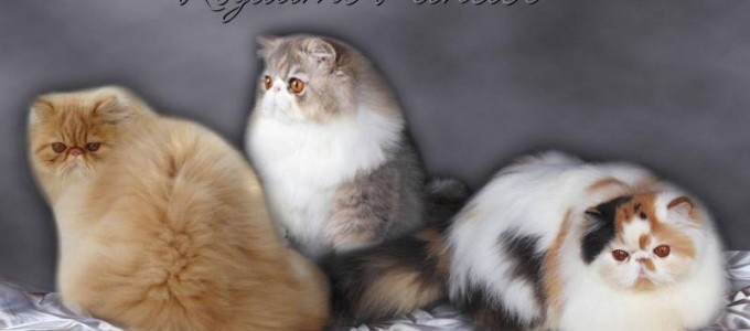 les gales du chat