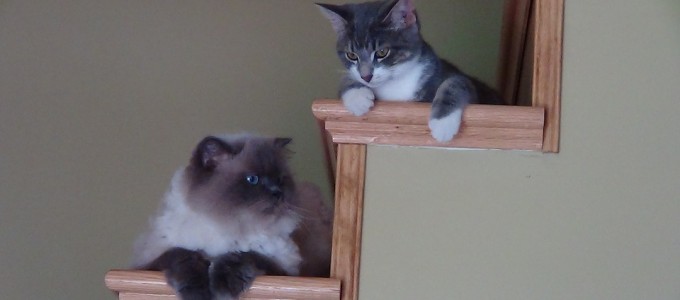 chat