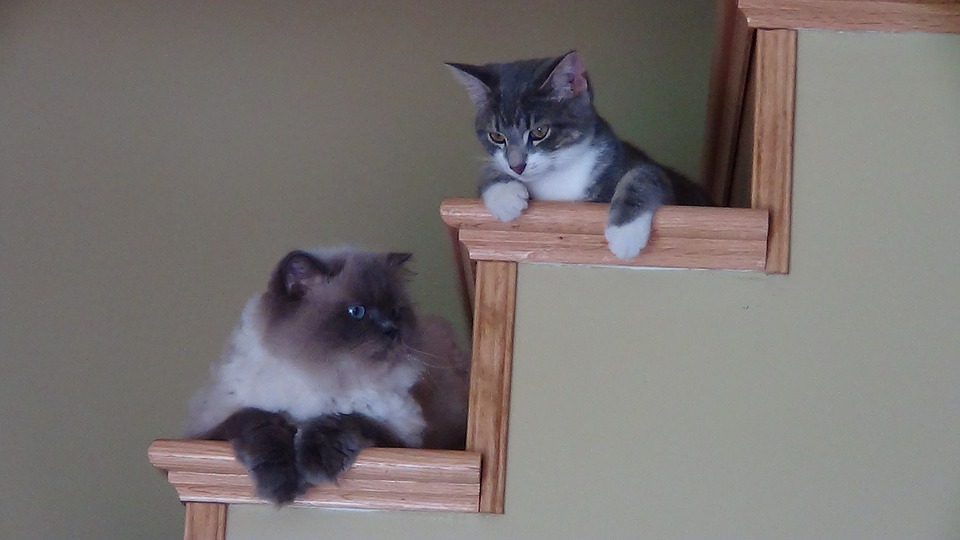 chat