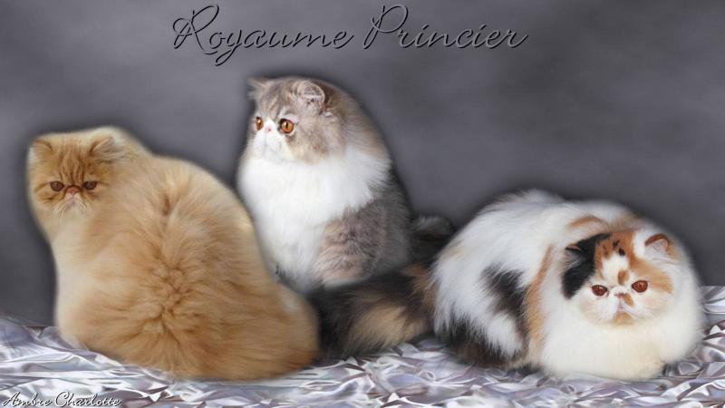 les gales du chat