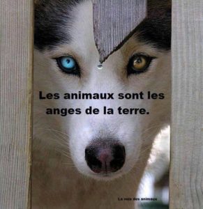 Soins reïki pour les animaux