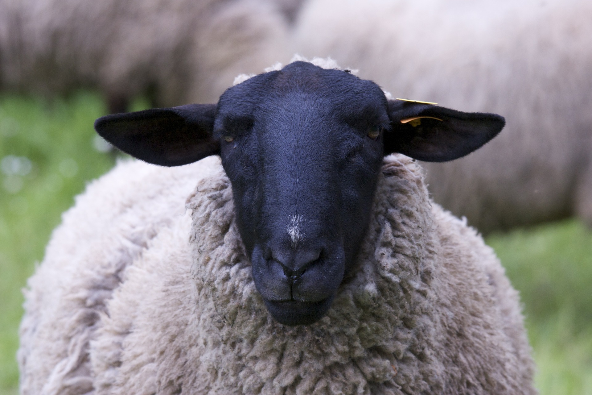 You are currently viewing Avez-vous été le Mouton Noir ?